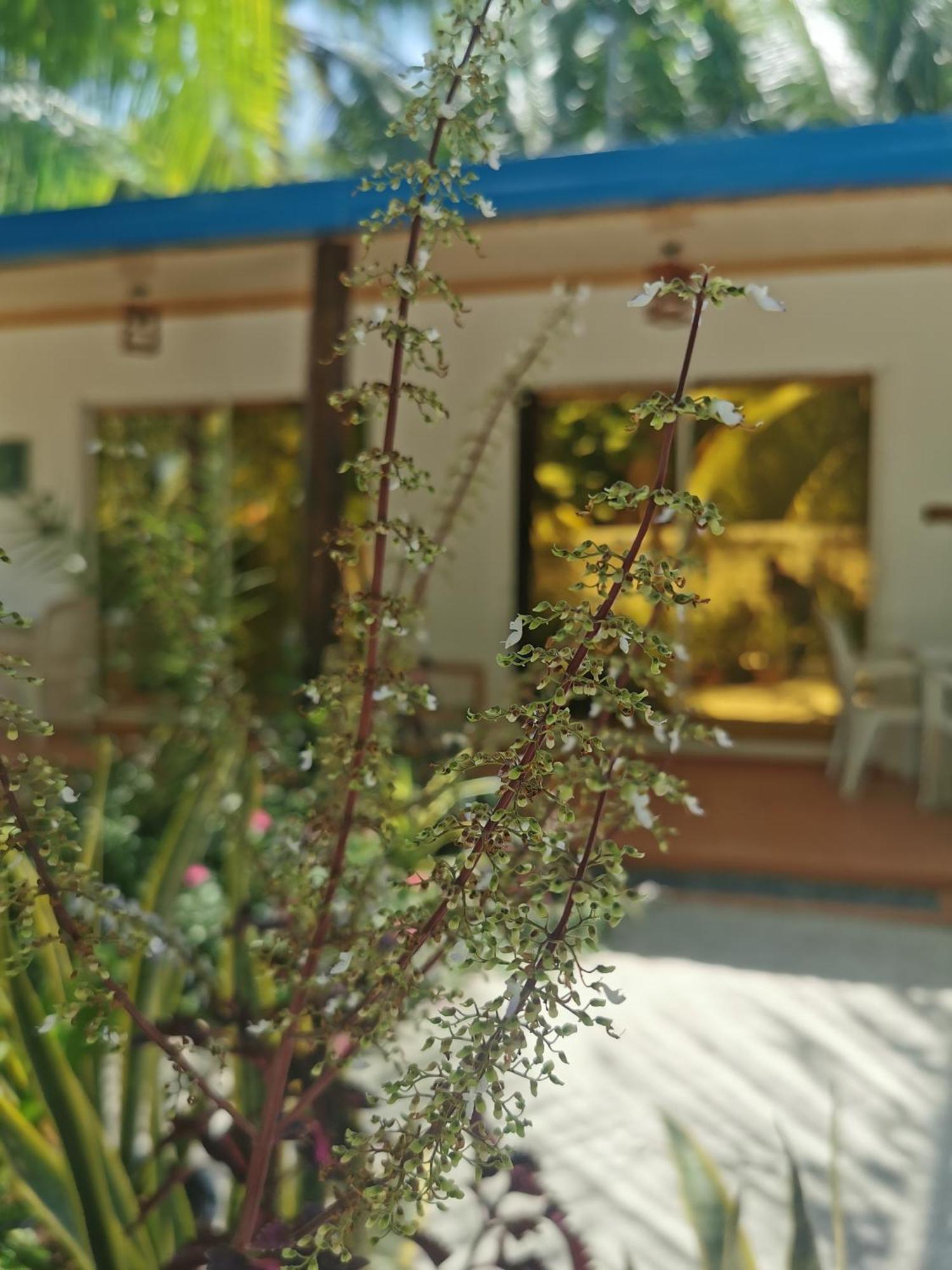 Blue Water Thoddoo Inn Pokoj fotografie